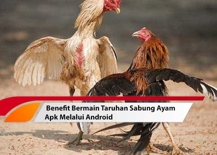 Benefit Bermain Taruhan Sabung Ayam Apk Melalui Android